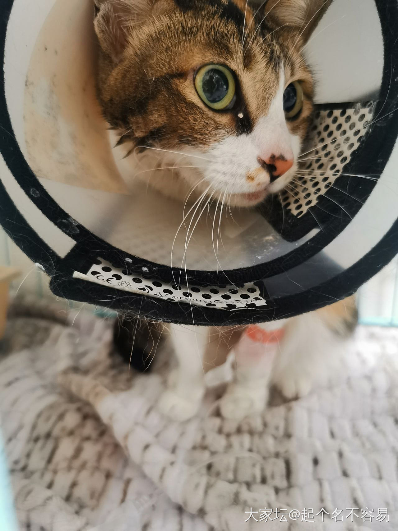 女子用云南白药保险子救小猫一命 女子用云南白药保险子救小猫一命
